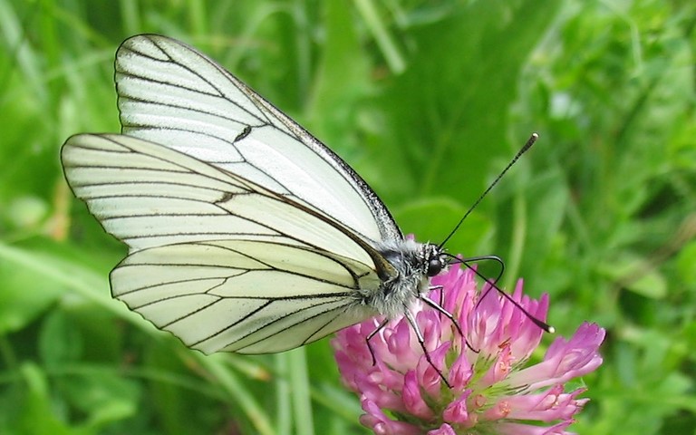 Papillons - Gaze - Aporia crataegi - Male