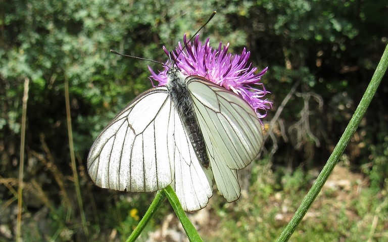 Papillons - Gazé - Aporia crataegi - Femelle