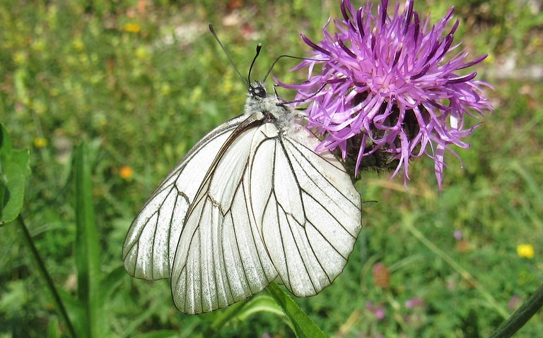 Papillons - Le gazé - Aporia crataegi - Femelle