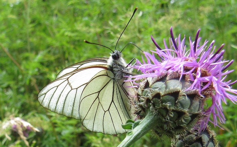 Papillons - Le gazé - Aporia crataegi - Femelle