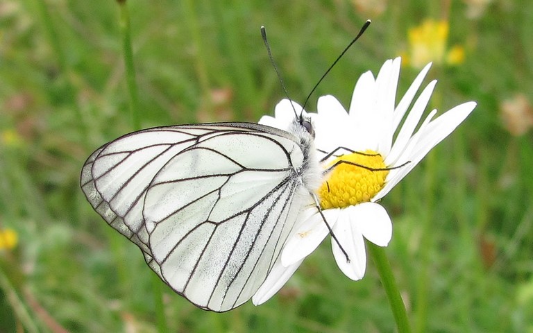 Papillons - Le gazé - Aporia crataegi - Mâle