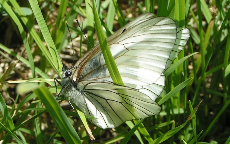 Papillons - Le gazé - Aporia crataegi - Couple