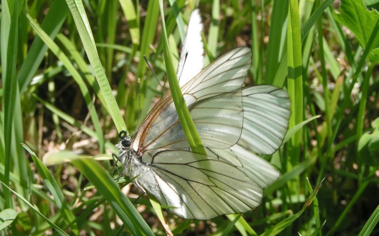 Papillons - Le gazé - Aporia crataegi - Couple