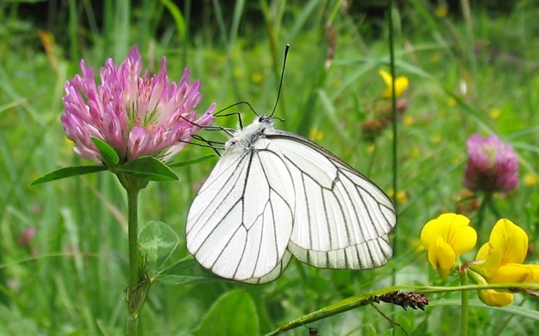 Papillons - Le gazé - Aporia crataegi - Mâle
