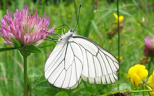 Papillons - Gazé - Aporia crataegi - Mâle