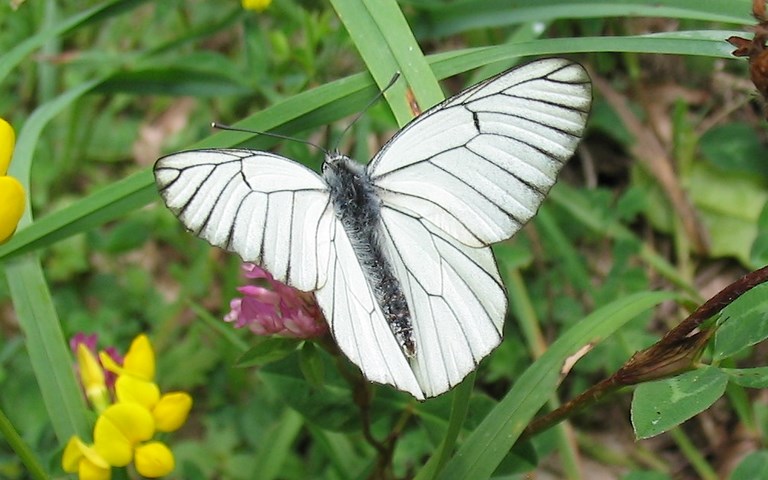 Papillons - Gazé - Aporia crataegi - Mâle