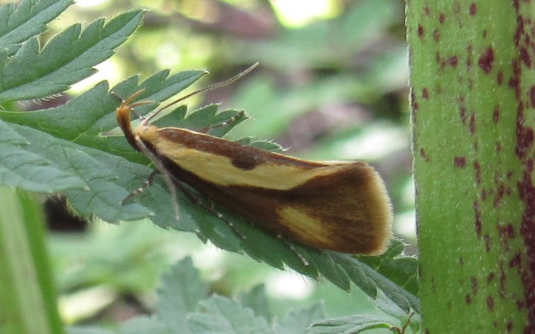 Papillons - Harpella forficella