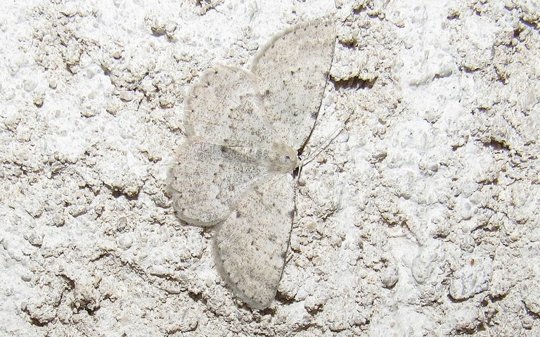 Papillons - La gnophos glauque - Charissa glaucinaria
