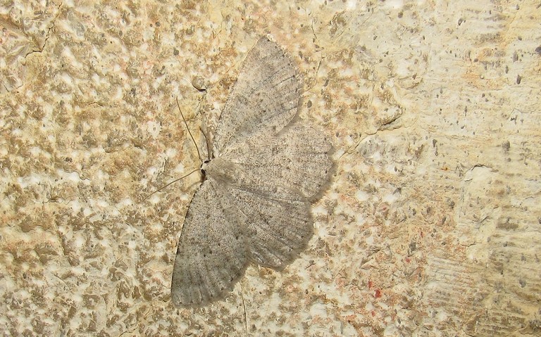 Papillons - La gnophos tannée - Charissa pullata