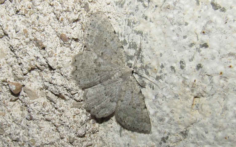 Papillons - La gnophos obscure - Charissa obscurata
