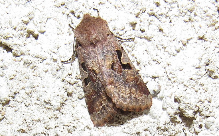 Papillons - La gothique - Orthosia gothica - Femelle