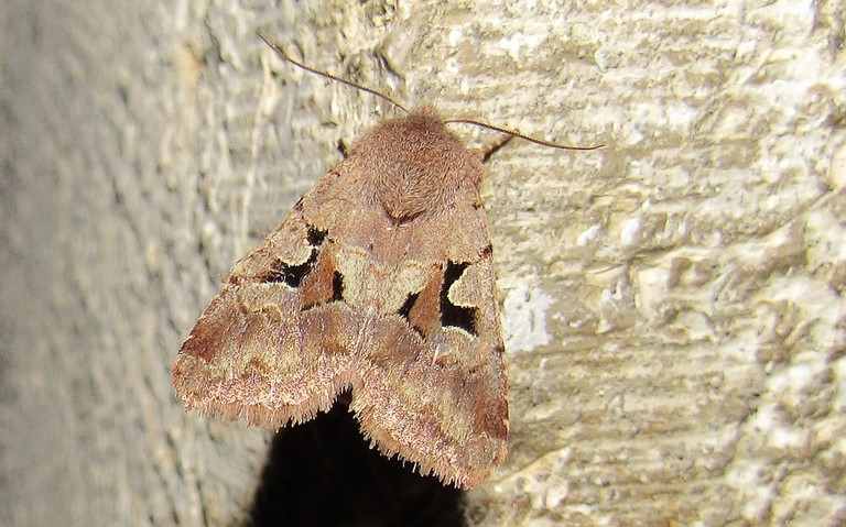 Papillons - La gothique - Orthosia gothica - Femelle