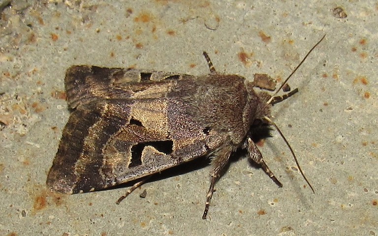 Papillons - La gothique - Orthosia gothica - Femelle