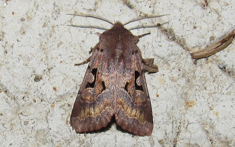 Papillons - La gothique - Orthosia gothica - Mâle