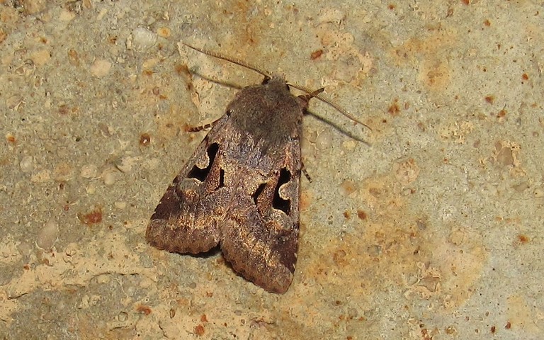 Papillons - La gothique - Orthosia gothica - Mâle