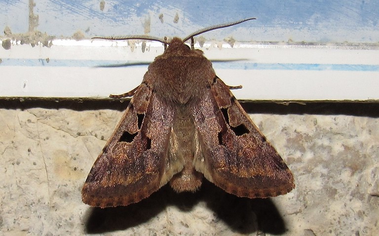 Papillons - La gothique - Orthosia gothica - Mâle