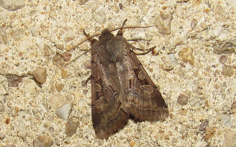 Papillons - La gothique - Orthosia gothica - Mâle