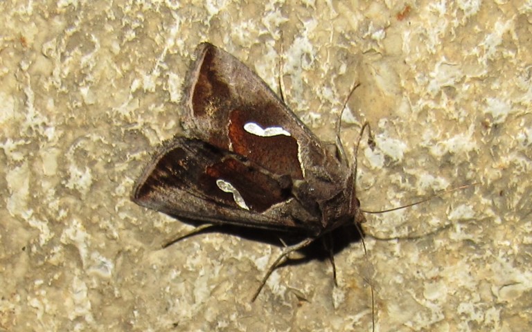Papillons - La goutte d'argent - Macdunnoughia confusa 