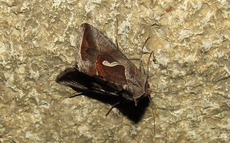Papillons - La goutte d'argent - Macdunnoughia confusa