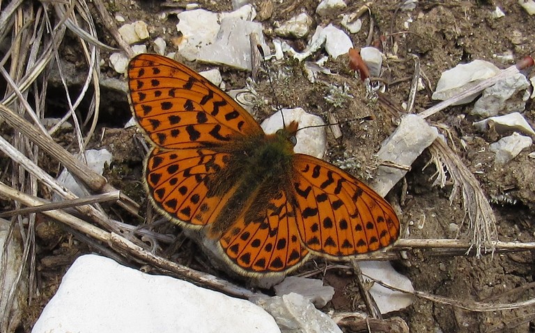 Papillons - Grand collier argenté - Clossiana Euphrosyne