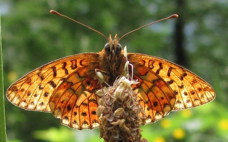 Papillons - Grand collier argenté - Clossiana euphrosyne