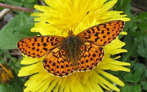 Papillons - Grand collier argenté - Clossiana Euphrosyne