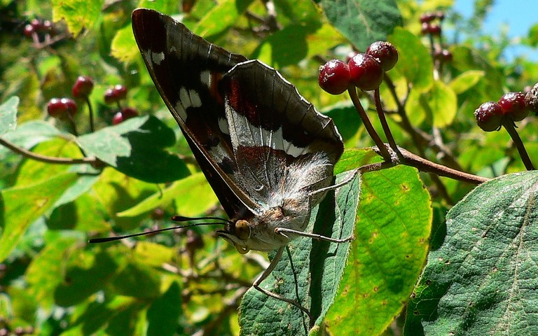 Mâle - 23 juillet 2012 - Photo BLC Papillons - Grand mars changeant - Apatura iris - Male