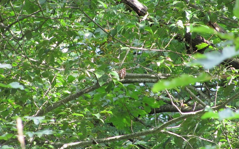 28 août 2016 Papillons - Grand mars changeant - Apatura iris