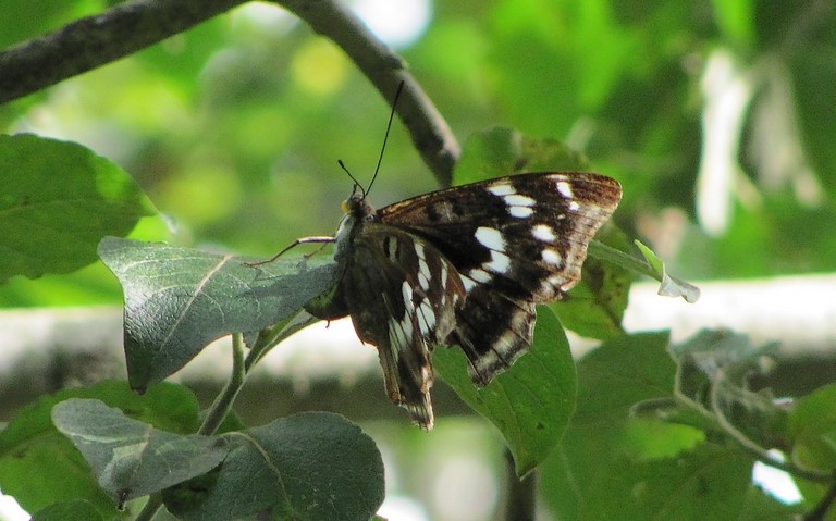 Papillons - Grand mars changeant - Apatura iris - Ponte