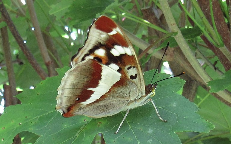 Femelle - 03 juillet 2022 Papillons - Grand mars changeant - Apatura iris - Femelle