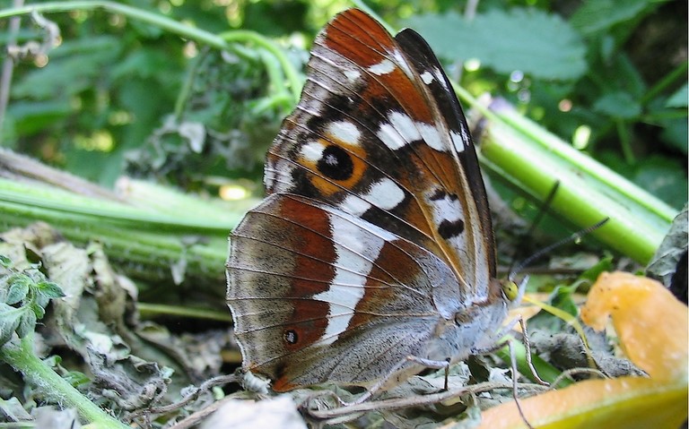 Papillons - Grand mars changeant - Apatura Iris - Femelle