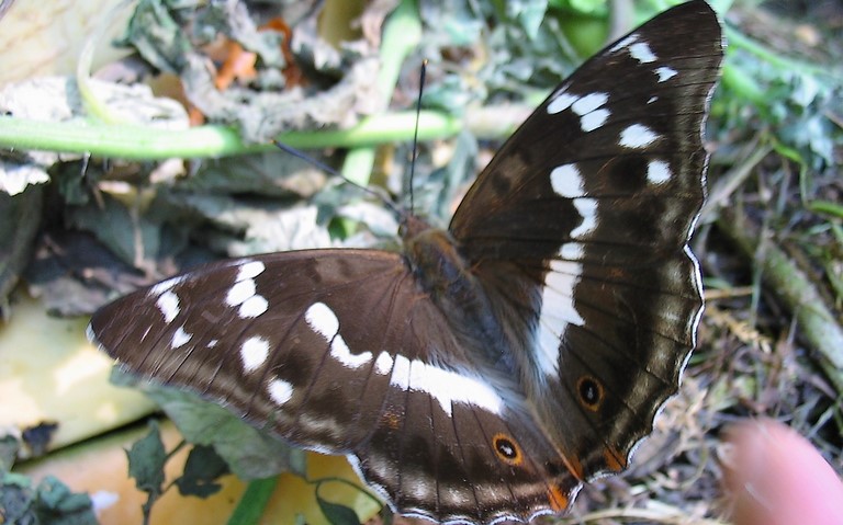 16 juillet 2006 Papillons - Grand mars changeant - Apatura iris - Femelle