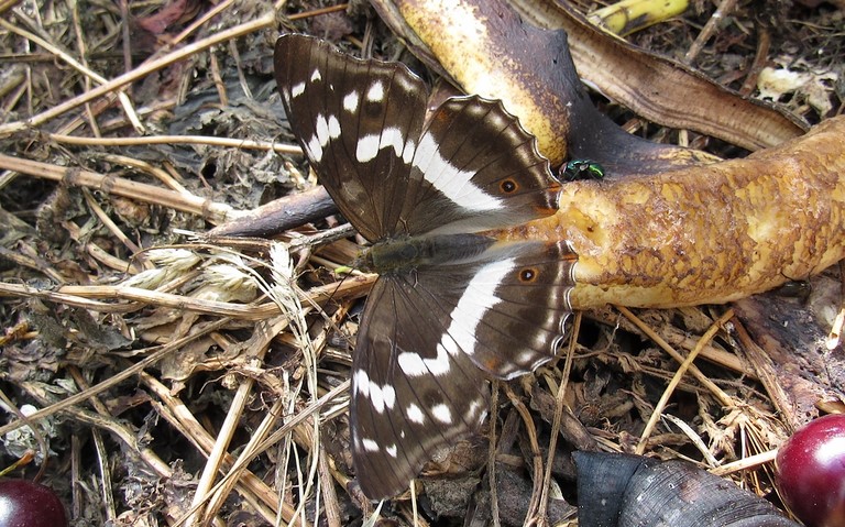 31 juillet 2019 Papillons - Grand mars changeant - Apatura iris - Femelle