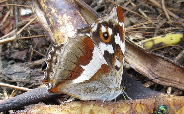 Femelle - 31 juillet 2019 Papillons - Grand mars changeant - Apatura iris - Femelle
