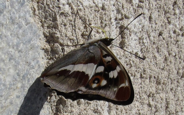 Papillons - Grand mars changeant - Apatura Iris - Mâle