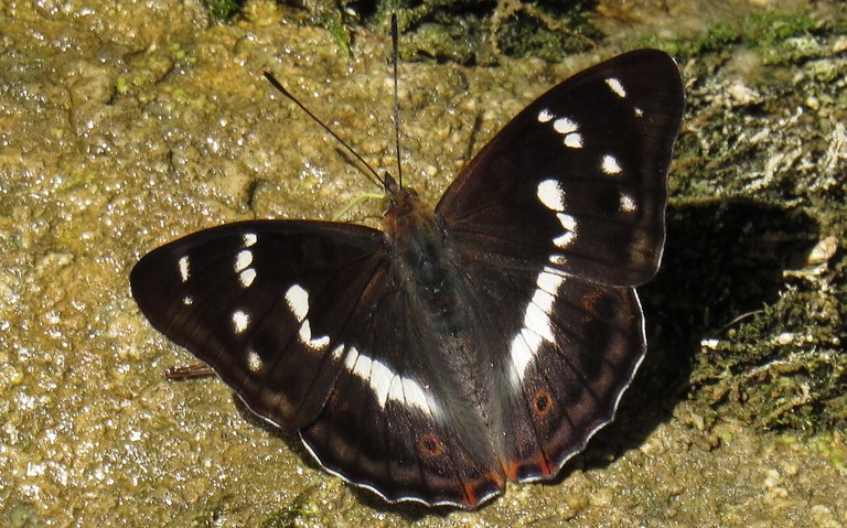 Papillons - Grand mars changeant - Apatura iris - Mâle