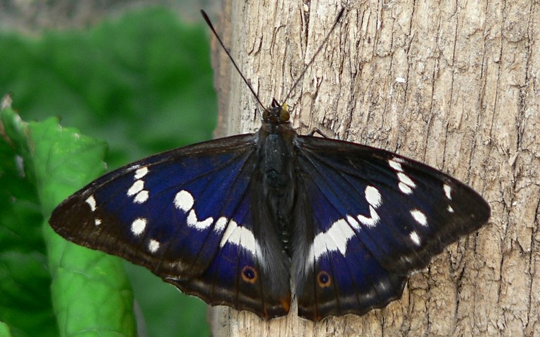 19 juillet 2007 - Photo BLC Papillons - Grand mars changeant - Apatura iris - Male
