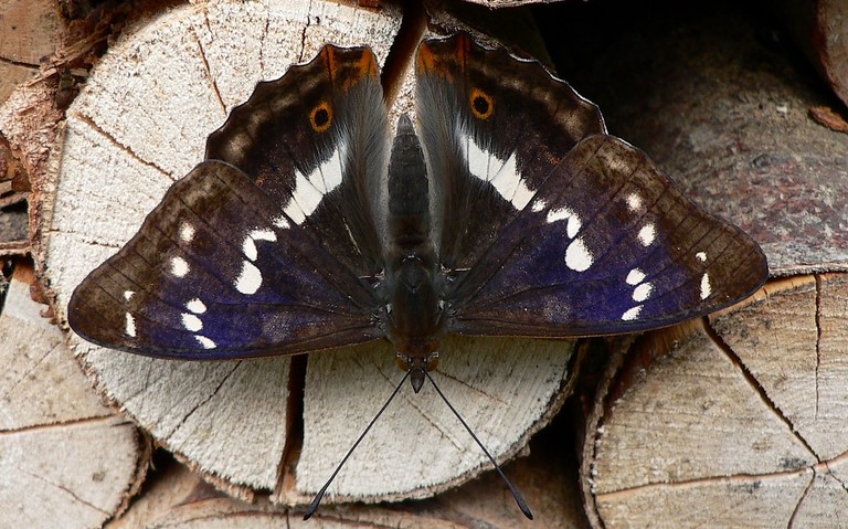 Papillons - Grand mars changeant - Apatura Iris - Mâle