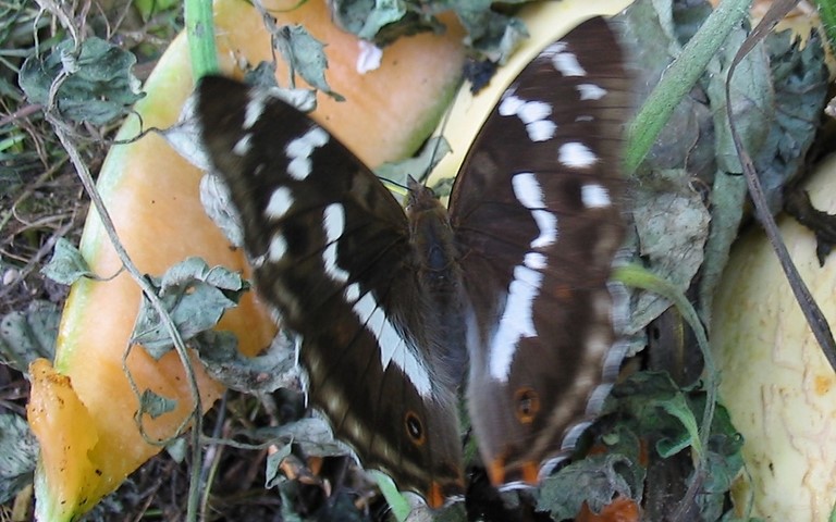 16 juillet 2006 Papillons - Grand mars changeant - Apatura iris - Femelle