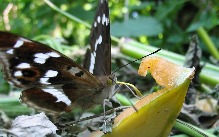 Papillons - Grand mars changeant - Apatura Iris - Femelle