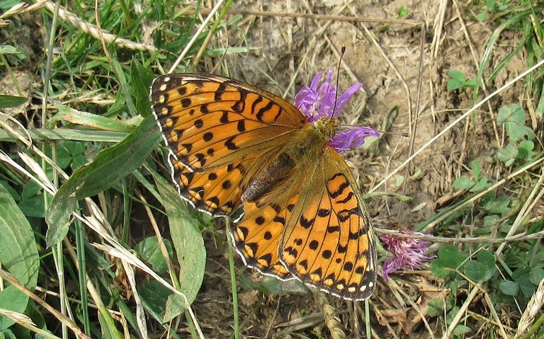 Papillons - Grand nacre - Speyeria aglaja - Femelle