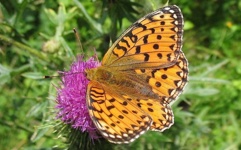 Papillons - Grand nacré - Mesoacidalia Aglaja - Femelle