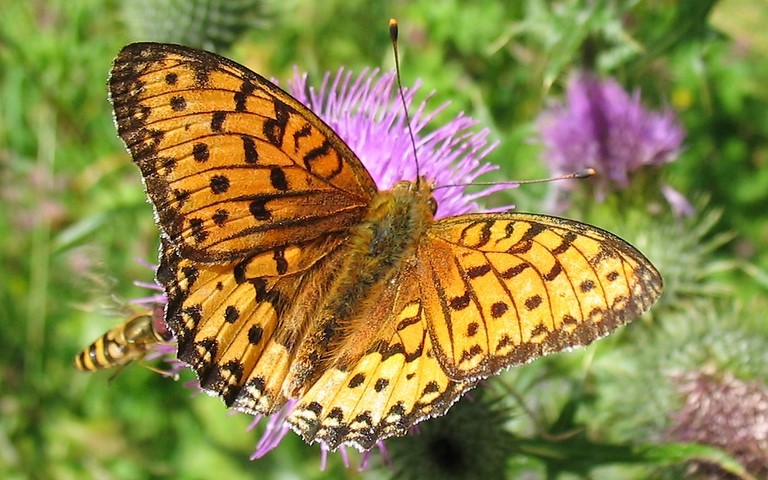 Papillons - Grand nacré - Mesoacidalia Aglaja