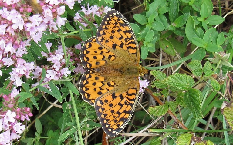 Papillons - Grand nacré - Speyeria aglaja