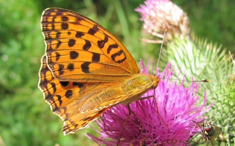 Papillons - Grand nacre - Mesoacidalia Aglaja - Male