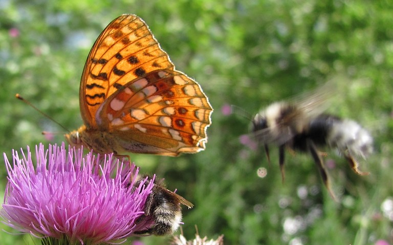 Papillons - Grand nacré - Speyeria aglaja