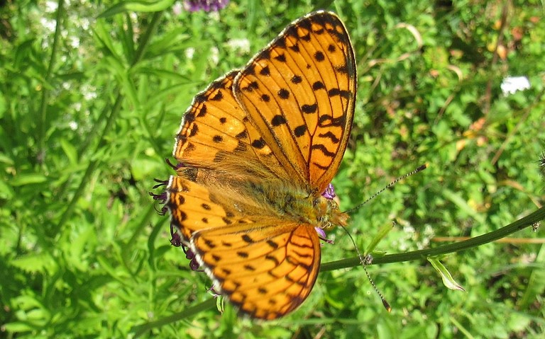 Papillons - Grand nacré - Mesoacidalia Aglaja - Mâle