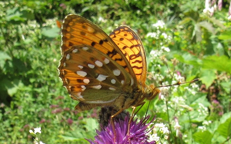 Papillons - Grand nacré - Speyeria aglaja