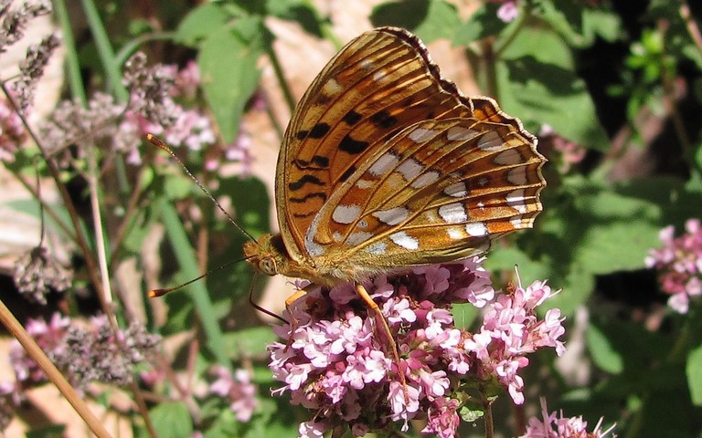 Papillons - Grand nacré - Speyeria aglaja
