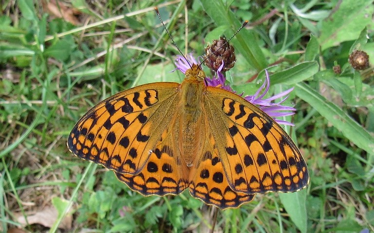 Papillons - Grand nacré - Speyeria aglaja